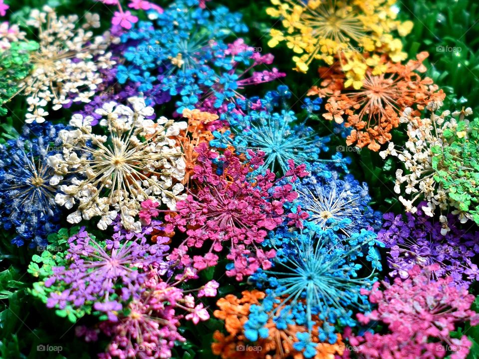 closeup of colored dry flowers