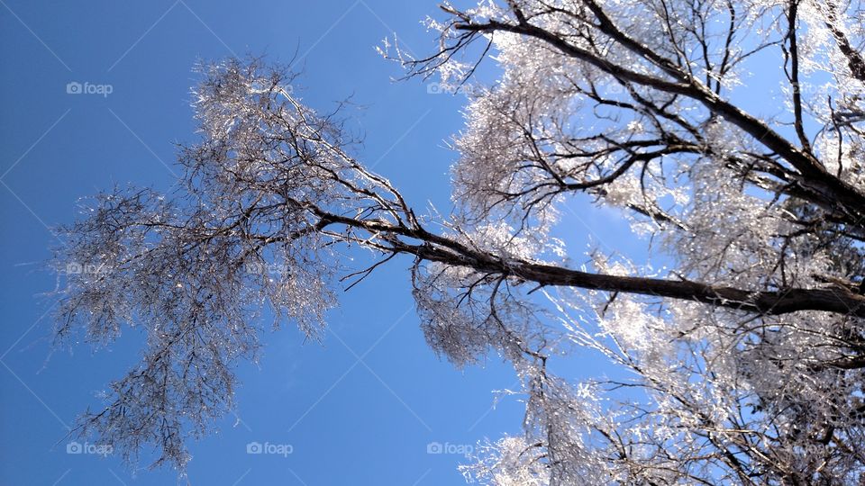 Tree, Branch, Winter, Snow, Season