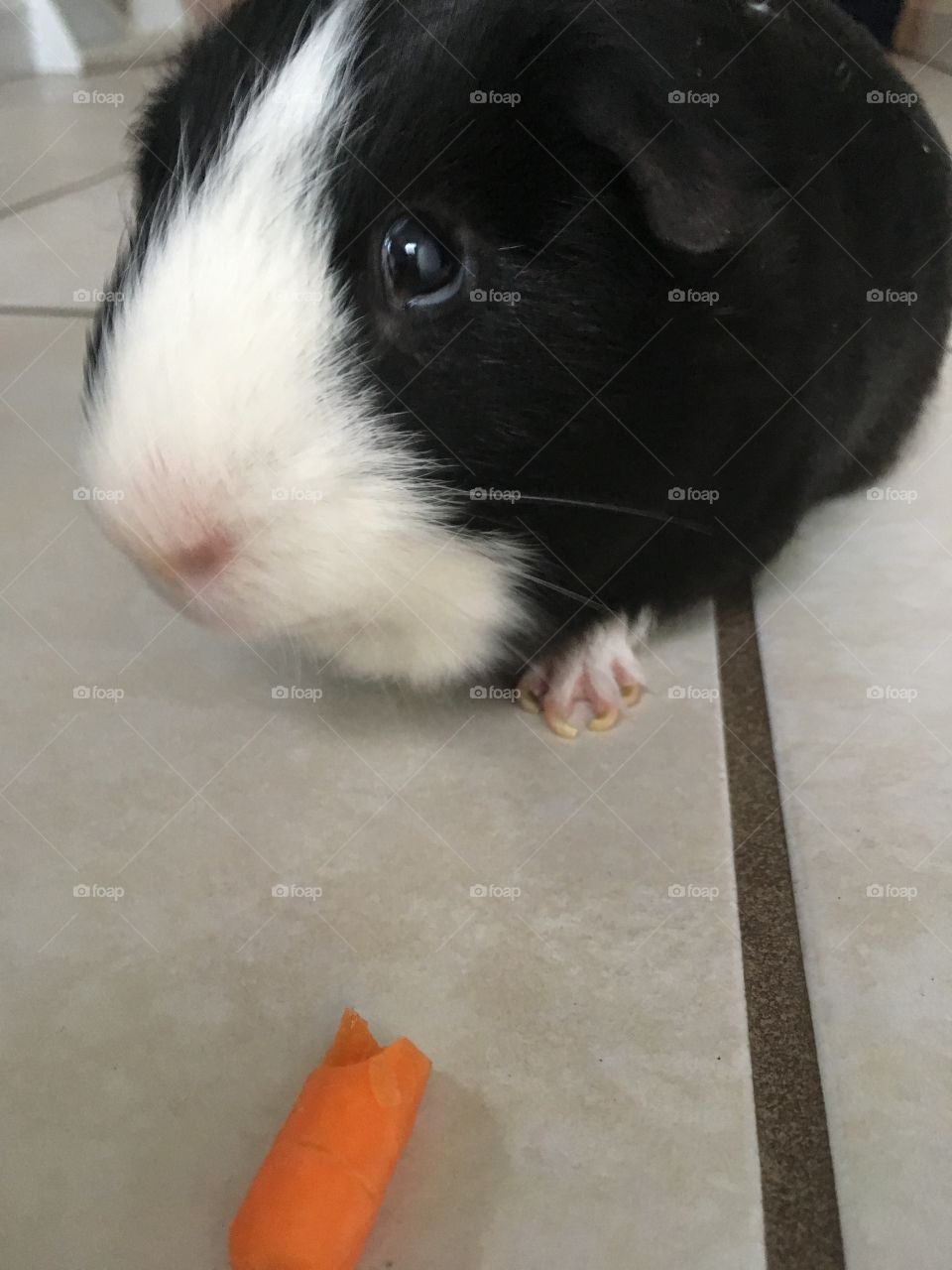 Carrot and pig