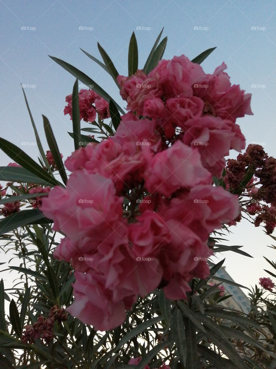 Nature in the desert