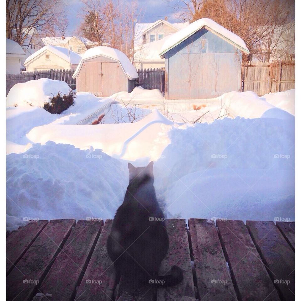 Endless winter. Black cat looking into the yard at all the snow. 