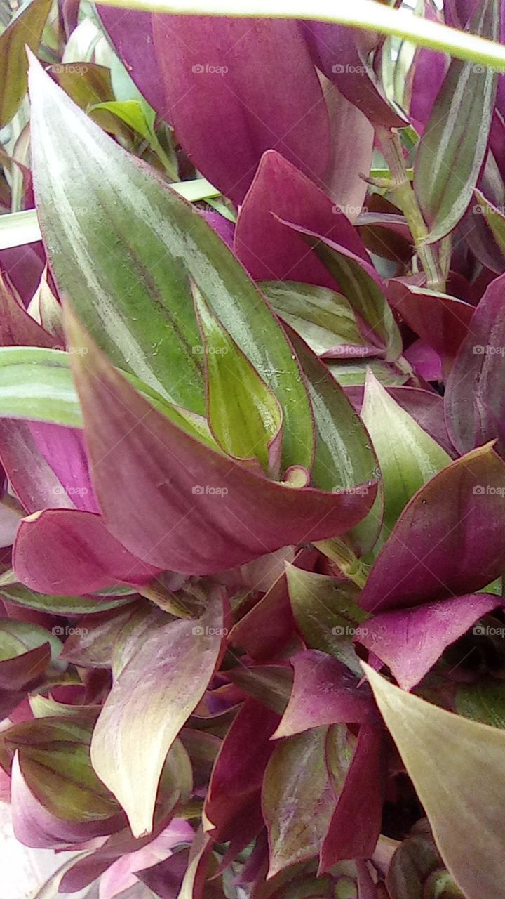 Tradescantia or wandering jew