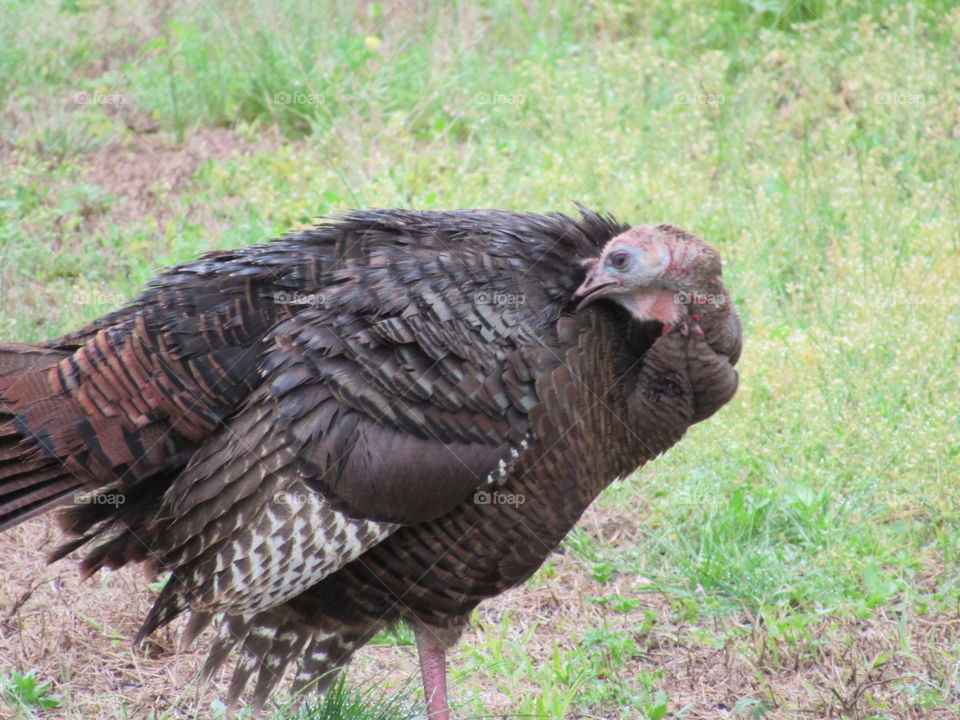 Turkey preening