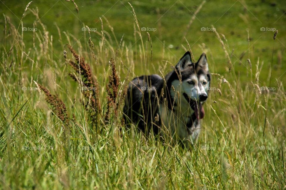 Dog running trough high grass