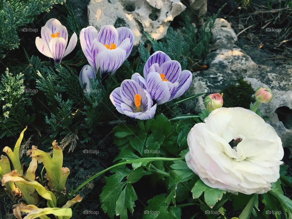 Little flower paradise