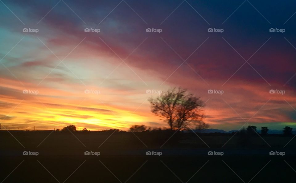 Tree and Sunset