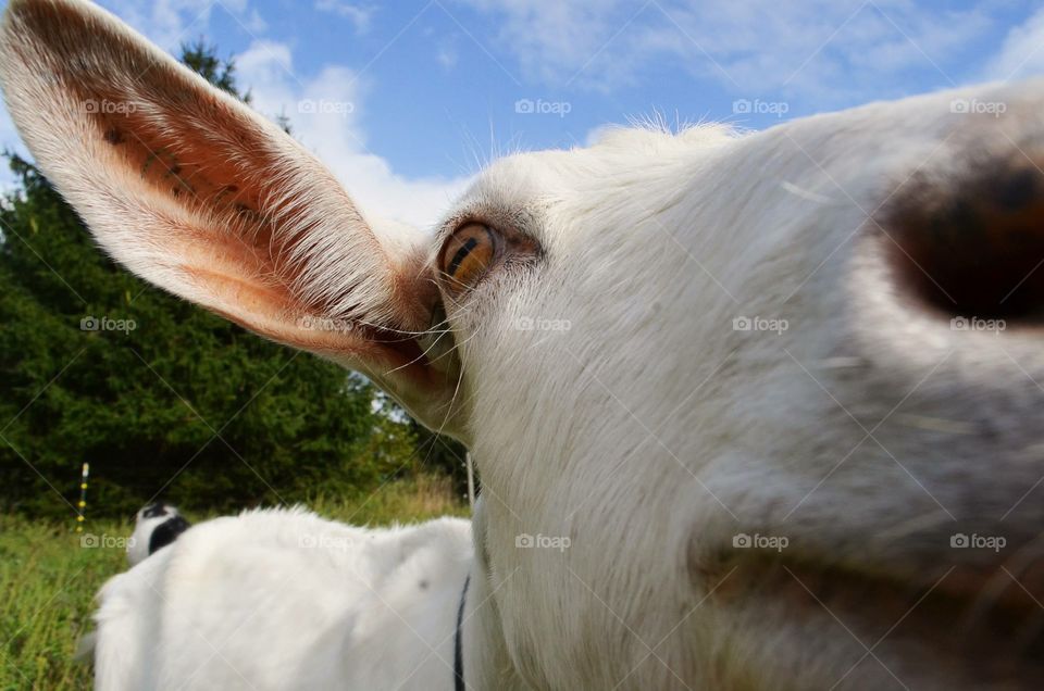 Close up goat.