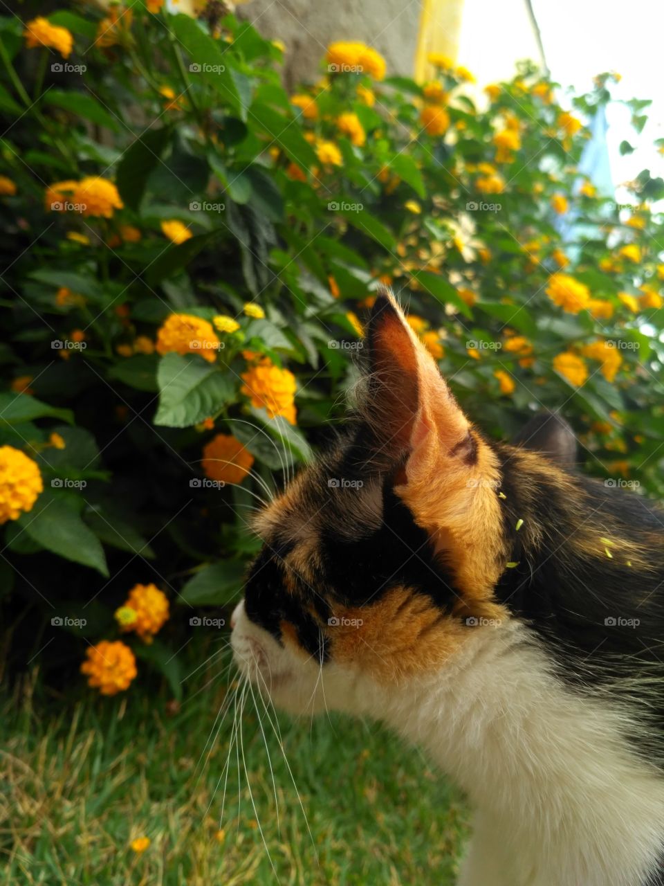 flowers in cat