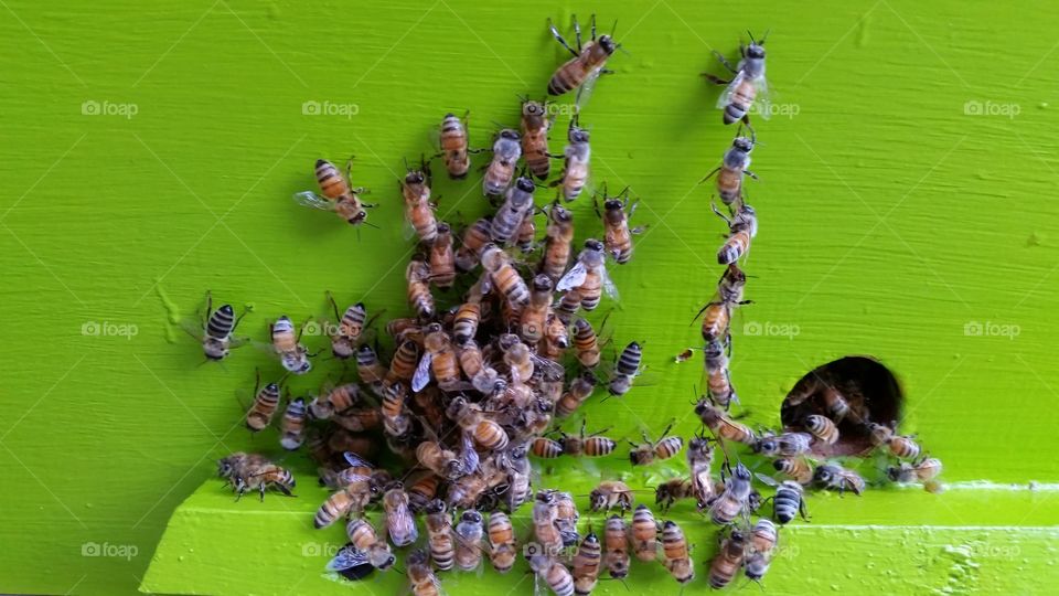 Honeybees festooning at the hive entrance.