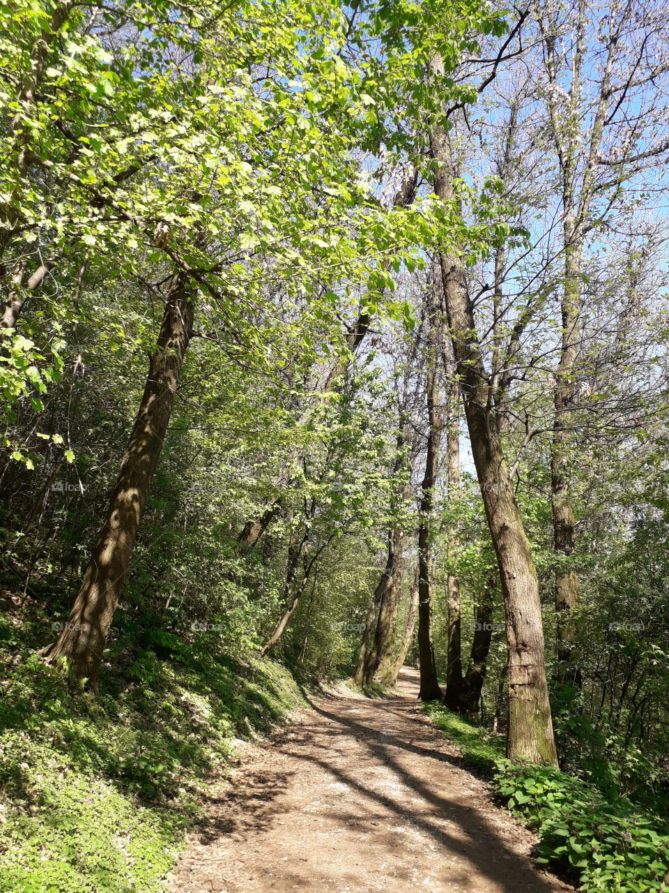 springtime in the wood