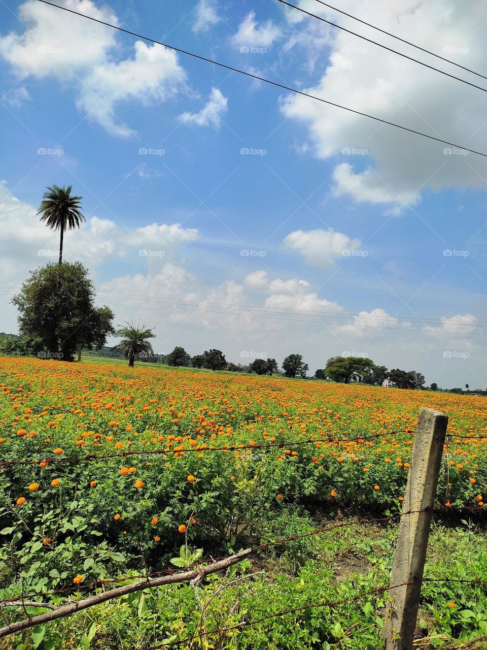marigold field like heaven