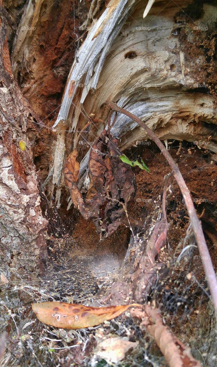 Up close with a spider den