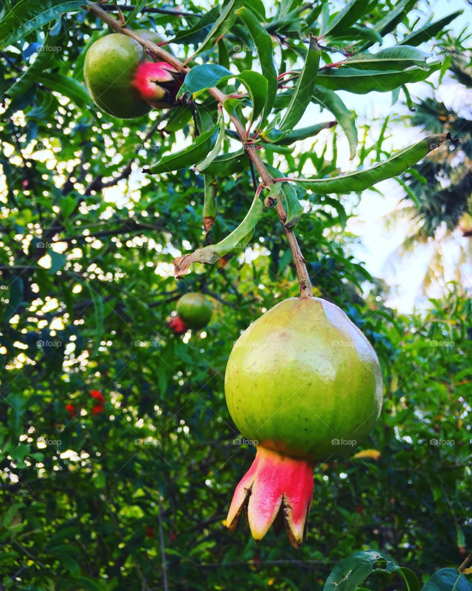 Pomegranate 