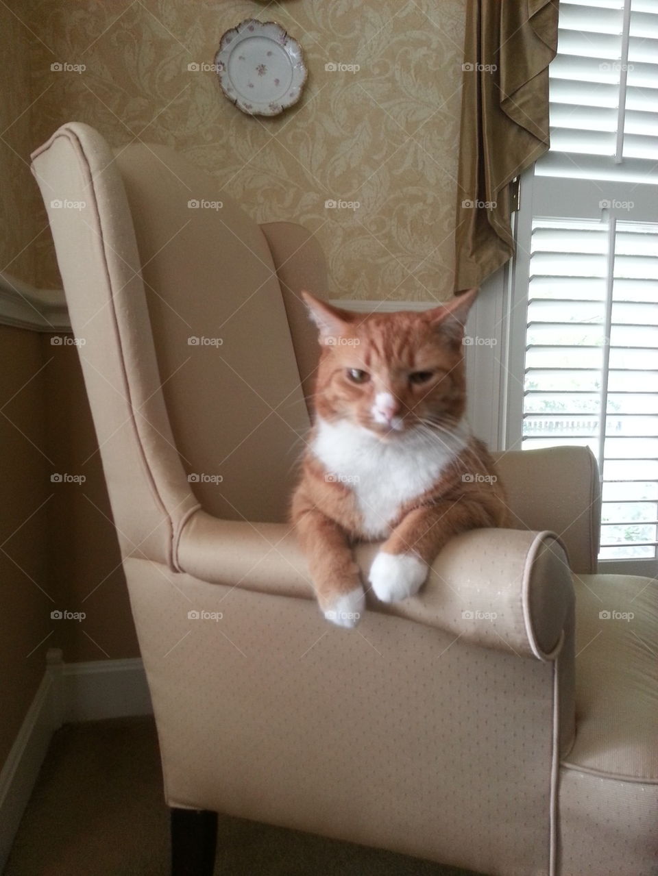 Elwood posing on the arm rest 
