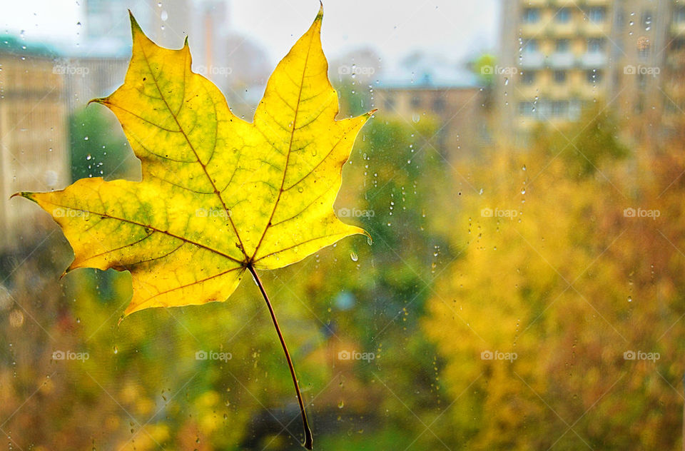 autumn leaf