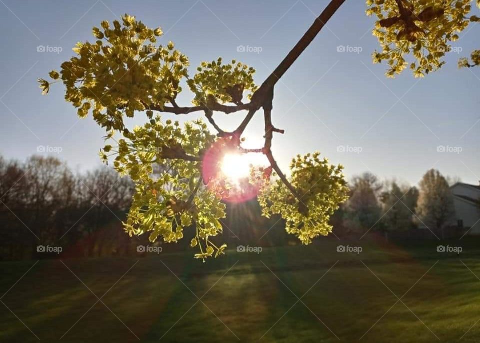 sun shining through the trees