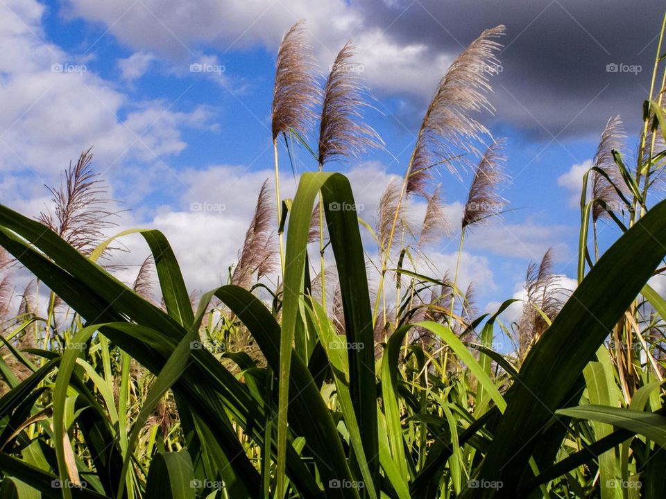 Reed against sky