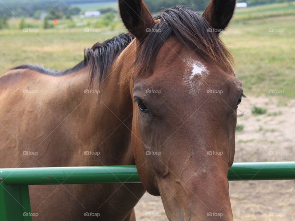 Kind Brown Horse On Farm 