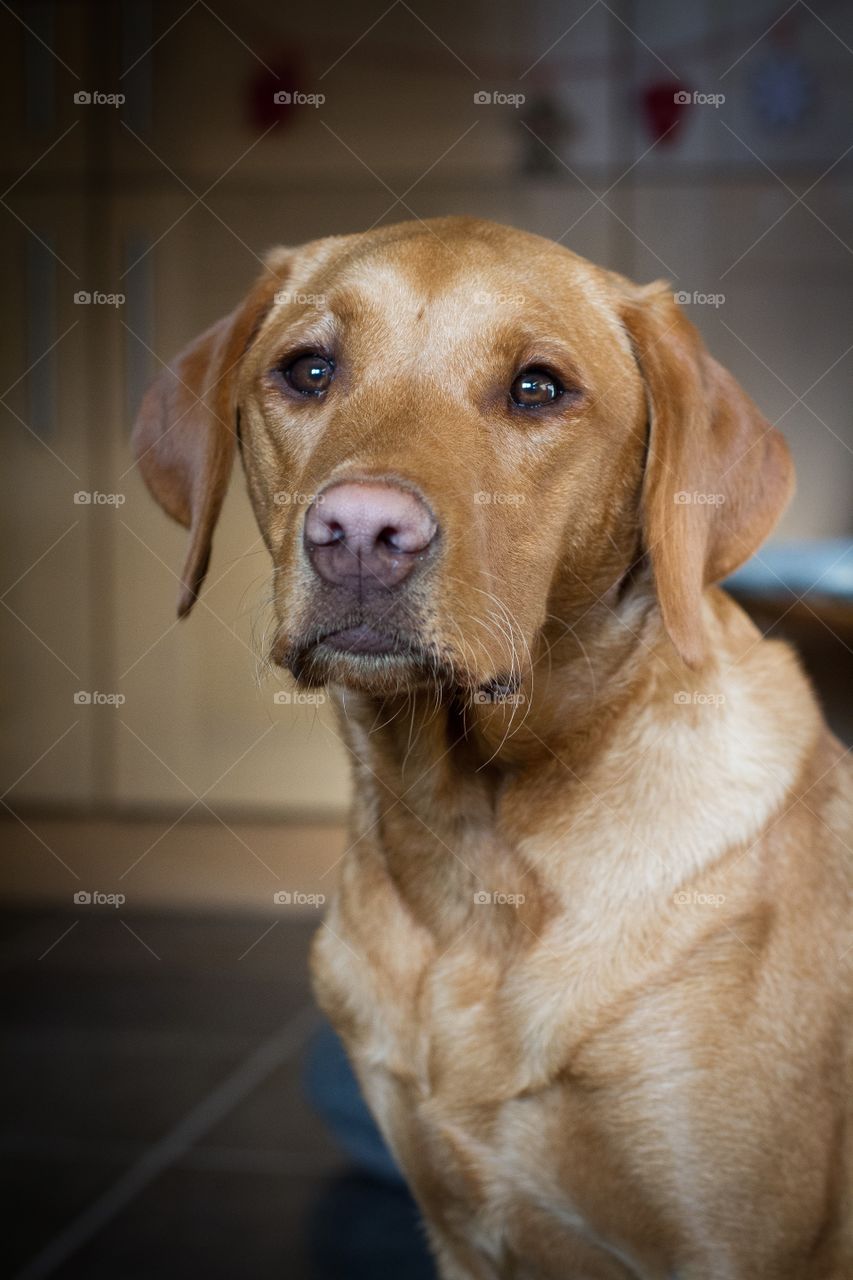 A portrait of a yellow Labrador retriever sitting indoors and looking dignified and loyal
