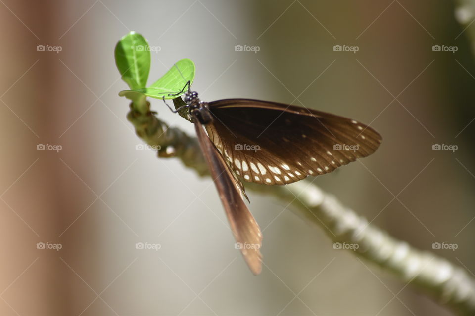 Butterfly is the nature