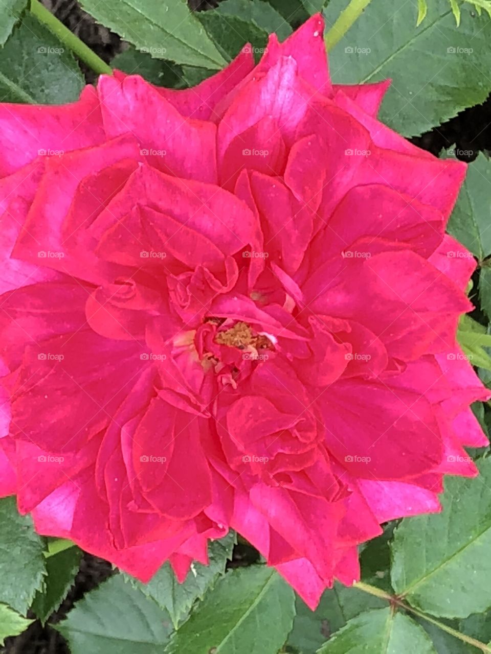 A stunning and vibrant pink flower. Picture taken at the rose garden in Colonial Park in Somerset, NJ. 