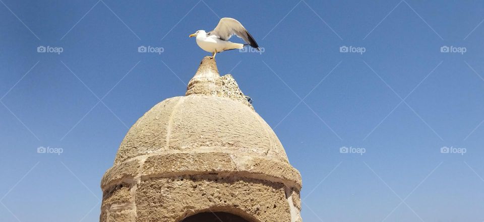 Beautiful seagull on minaret