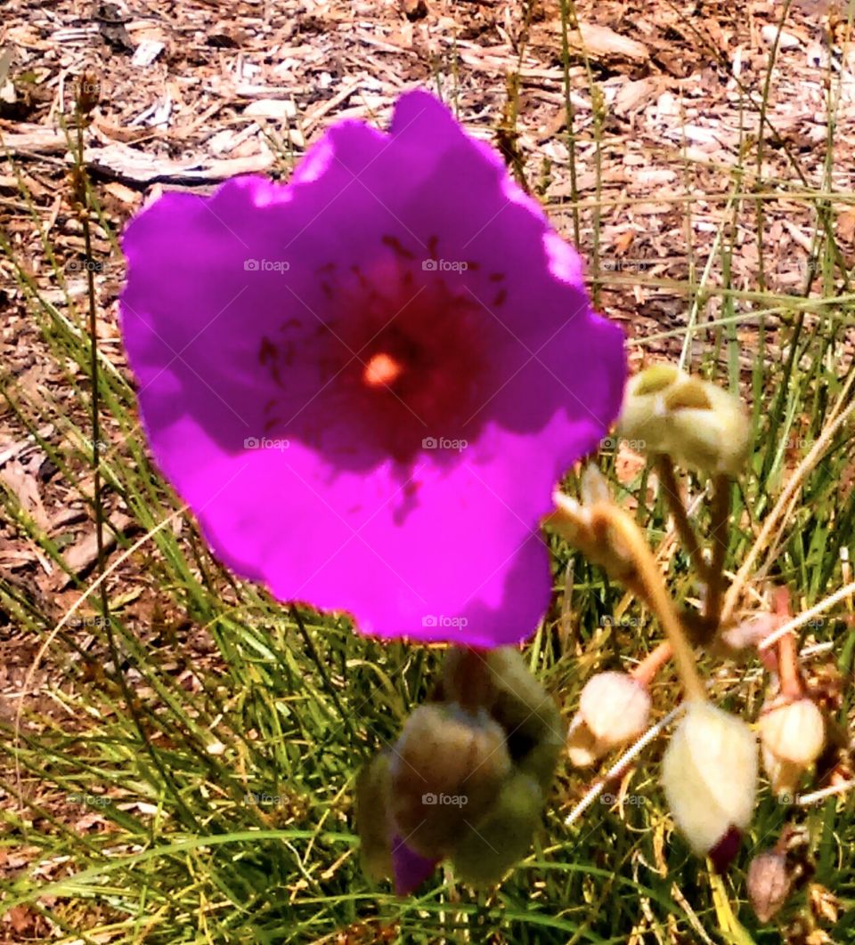 Macro Flower