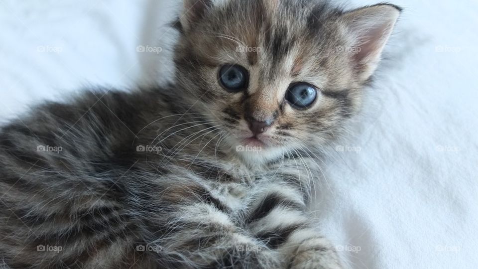 Cute kitten