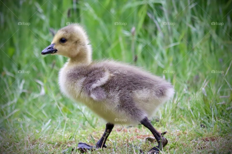 A downy baby gosling walks with steady feet through lush green grass in Springtime 
