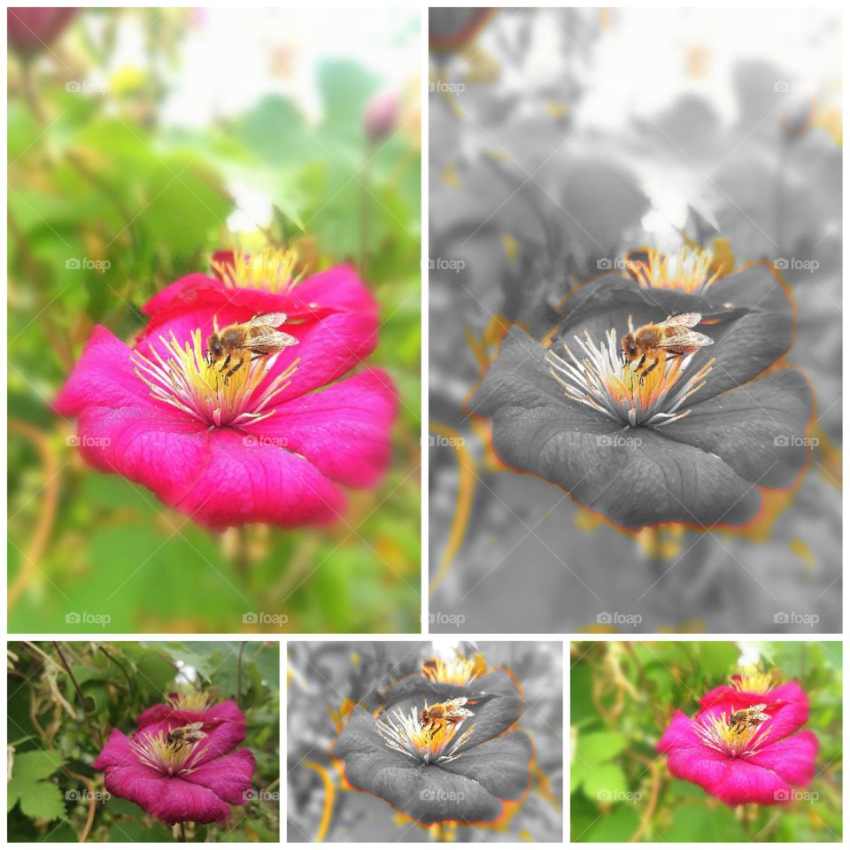 Bee's colored and grey