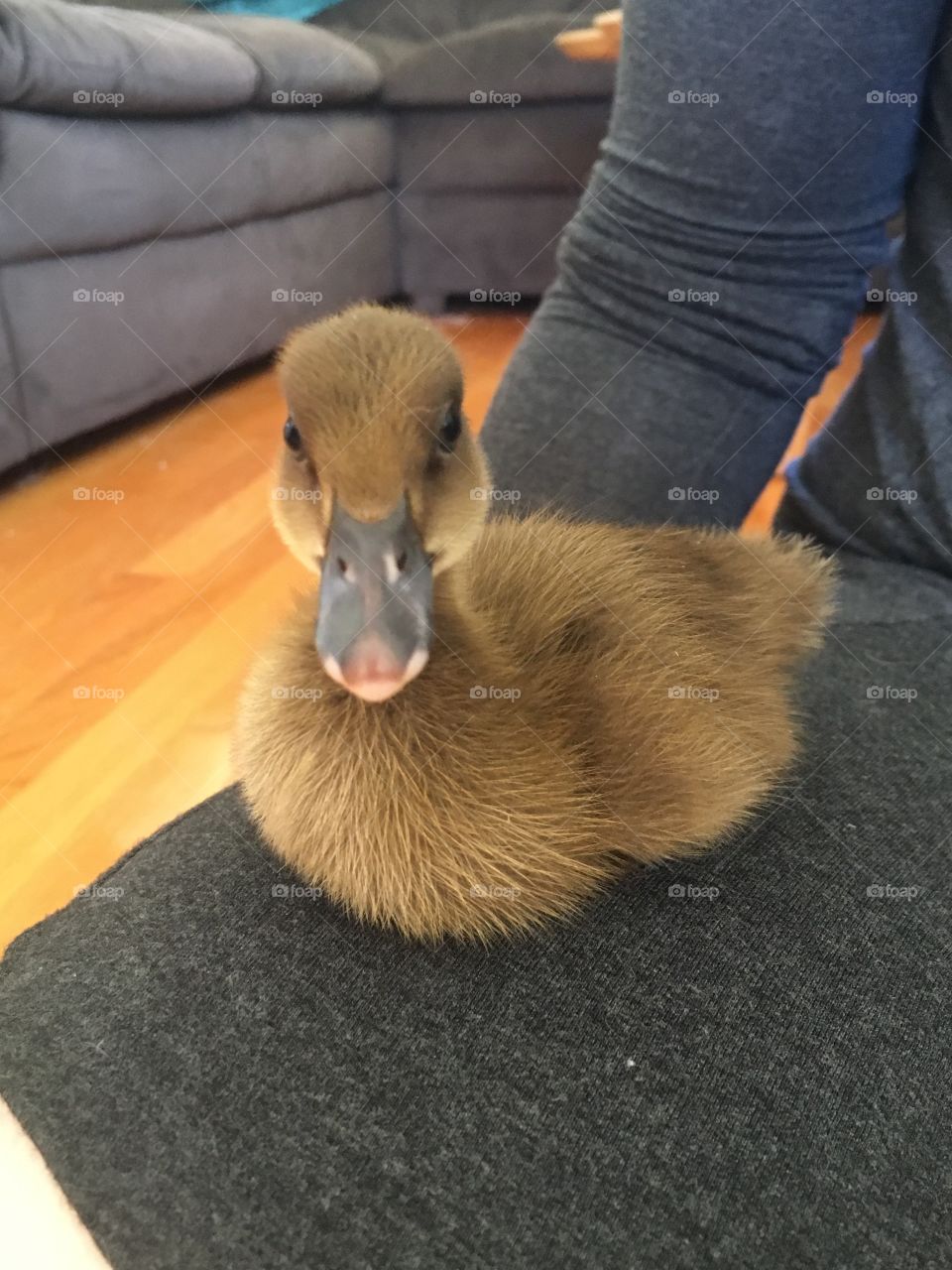 Duck