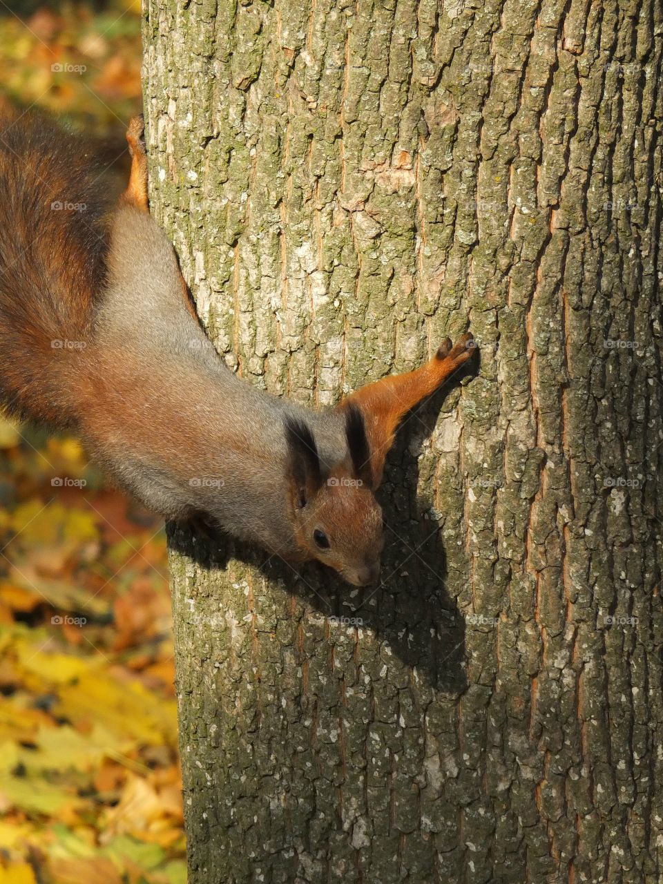 Squirrel. Squirrel on a tree. Hi man