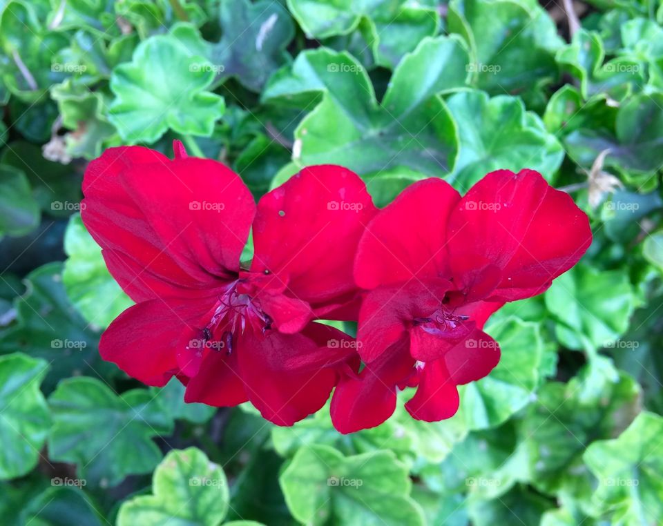 Gorgeous deep red geranium bloom