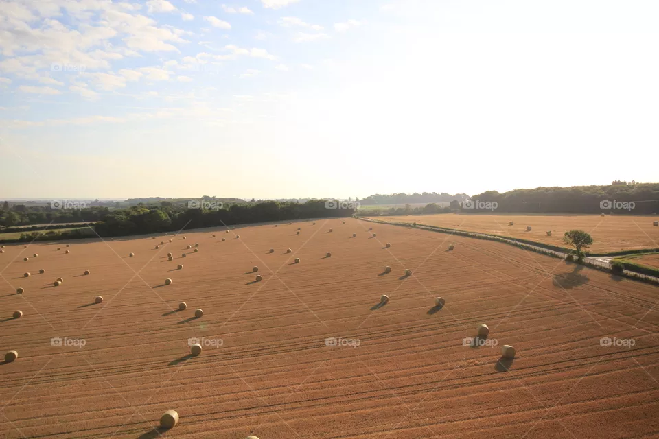 Landscape, No Person, Cropland, Daylight, Tree