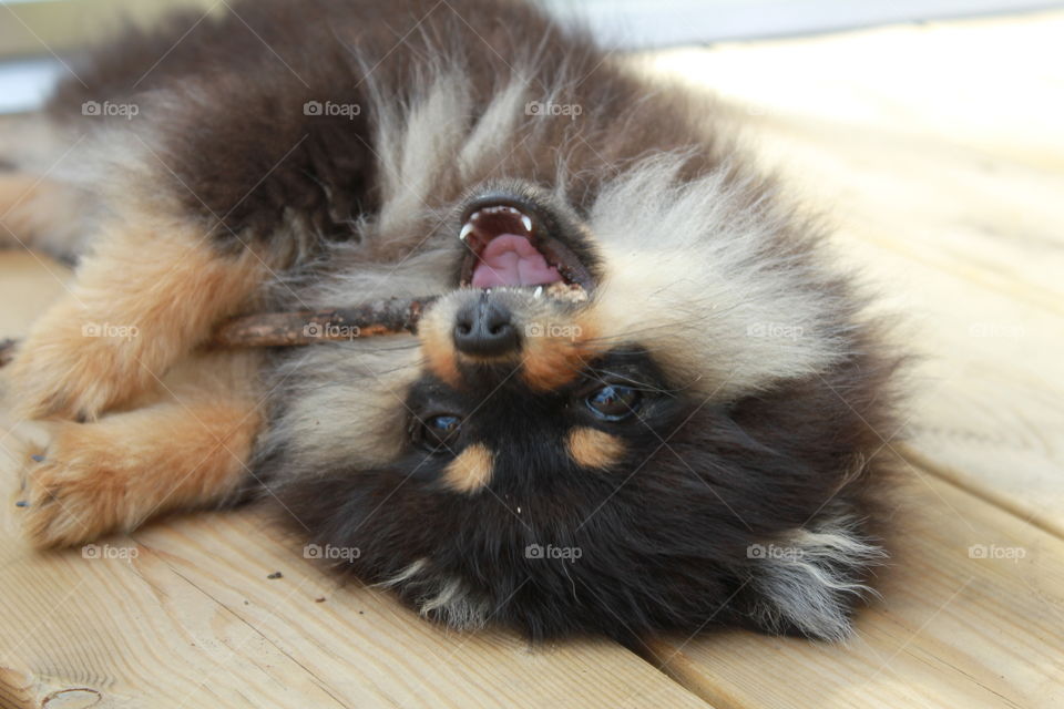 Playful pomeranian puppy