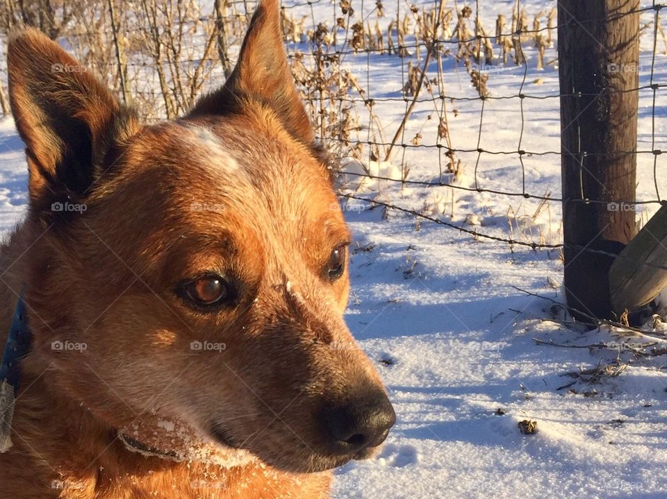 Headshot of an Australian Cattle Dog / Red Heeler next to a wire-and-wooden-post fence in a snow-covered field
