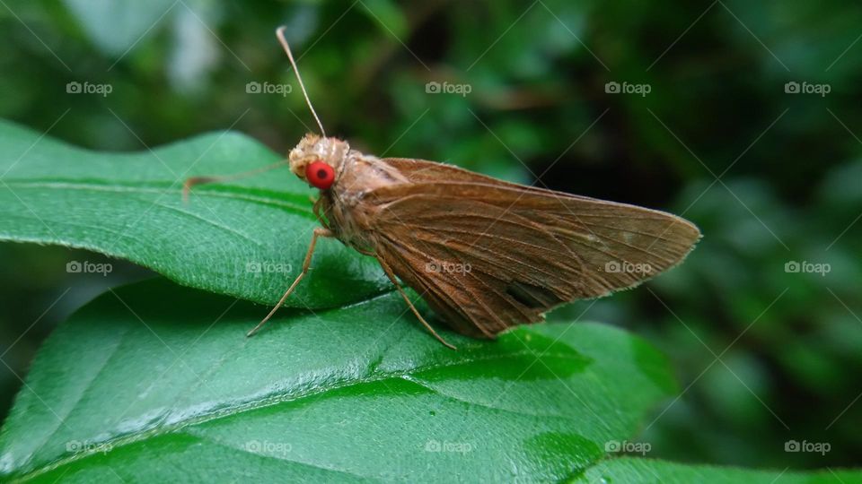 A beautiful butterfly with red eyes perched on a leaf