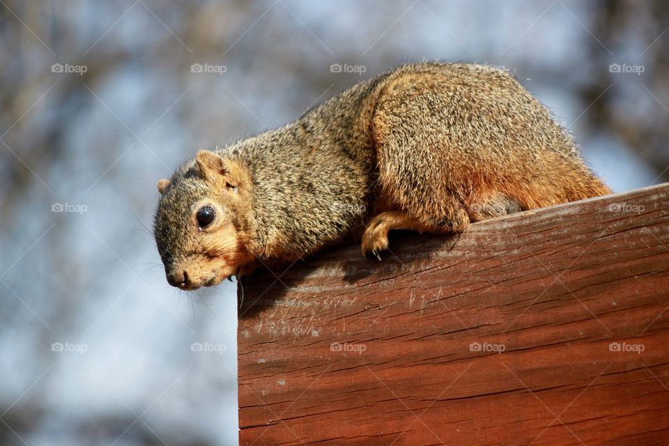 Close-up of squirrel on wood