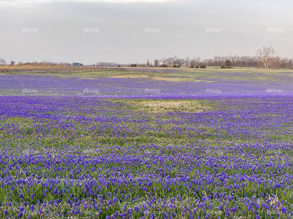 A field of grape hyacinth flowers