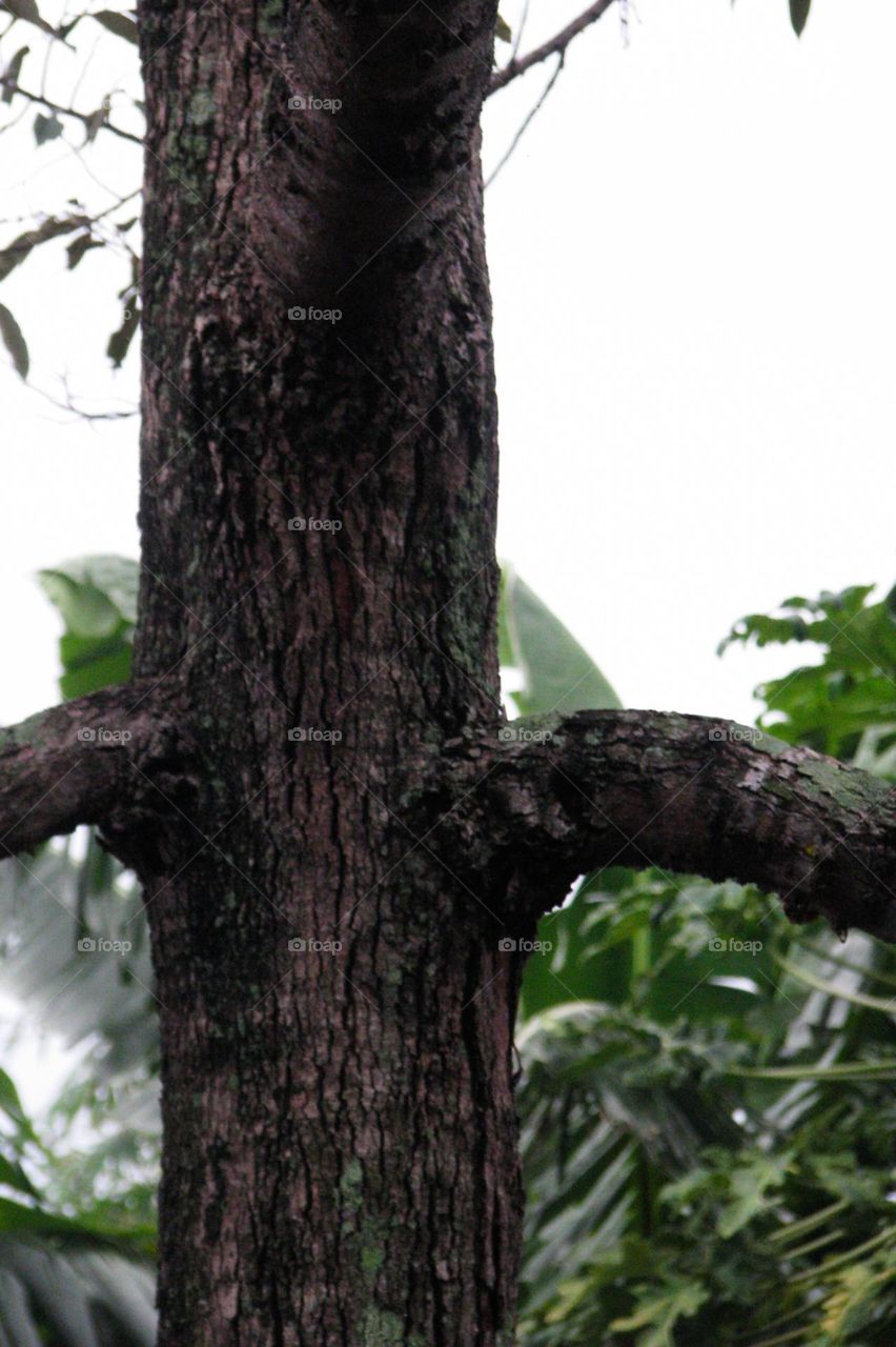 Close-up view of a tree trunk in a garden