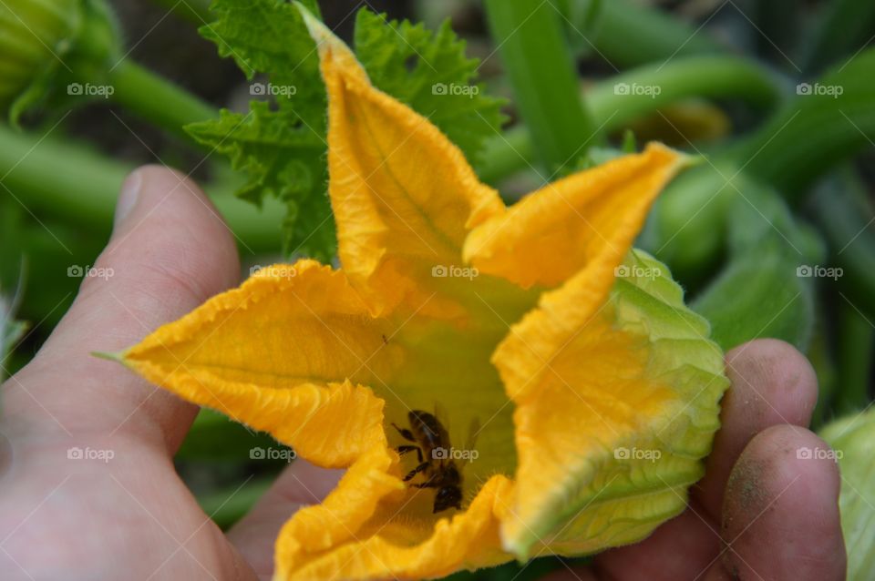 blossom of gourd