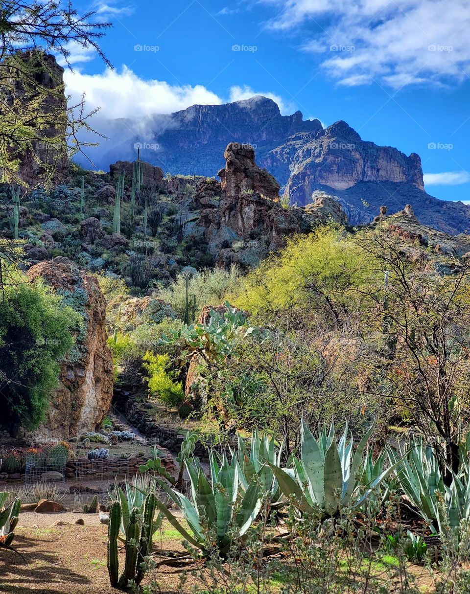 Sonoran Desert after the Rain