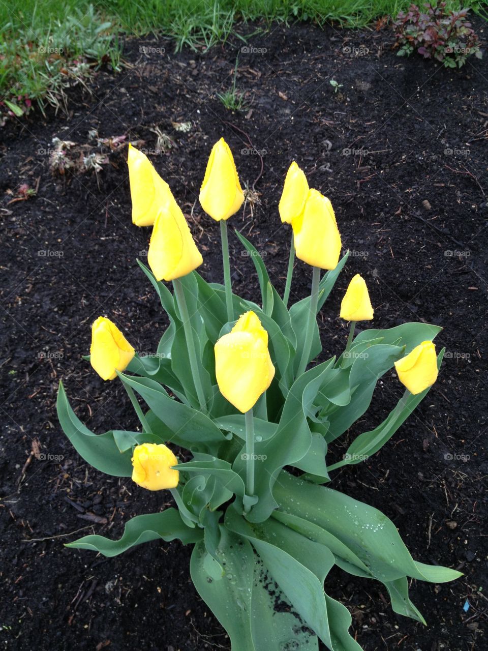 Yellow Tulips. Bunch of yellow tulips in the garden 