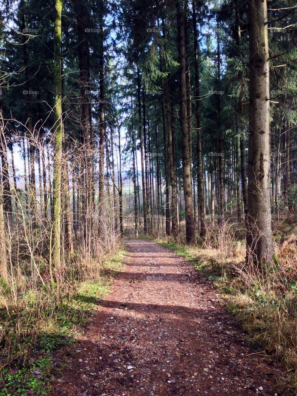 Forest dirtroad