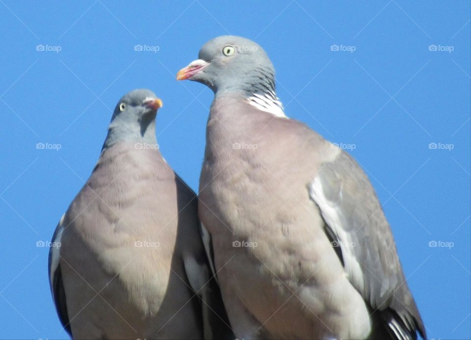 Two woodpigeons who look very much in love 💕