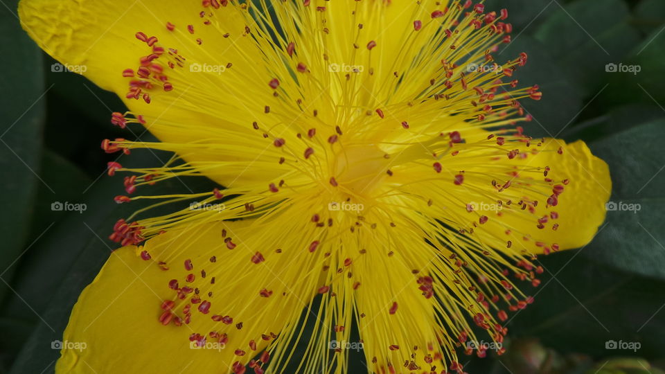 British ,macro, yellow, flower, with ,red