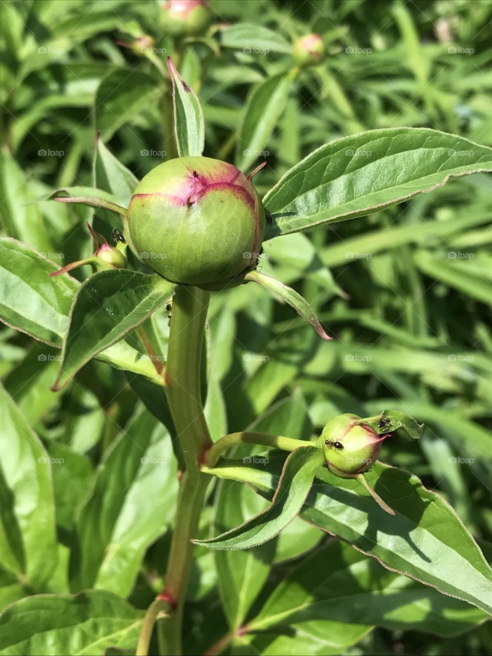 Ants working and crawling on the green and pink peony flower buds