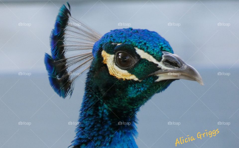 peacock strutting in Fort Lauderdale
