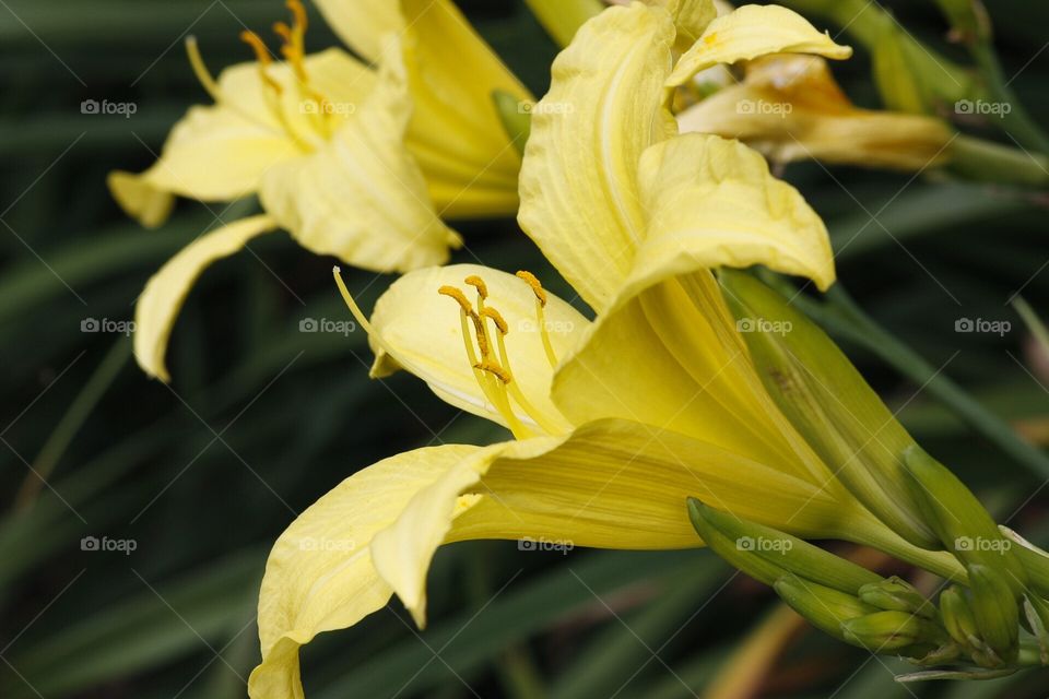 Daily lilies 