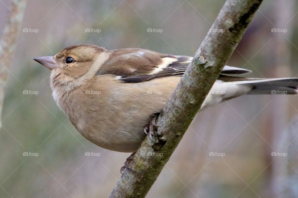 Chaffinch 
